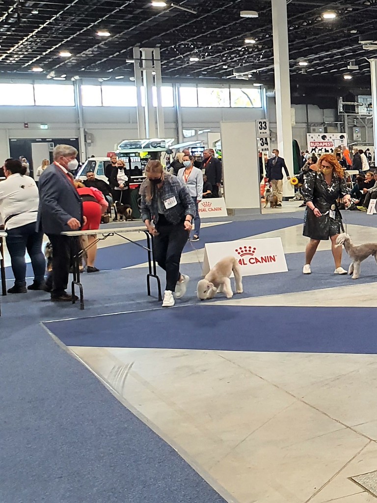 Euro Dog Show 2021 Budapest Brilliant Garden Calypsa 01