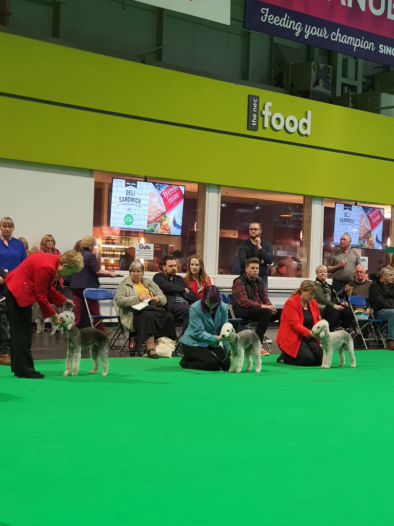 Crufts 2020 Bitch Junior Class