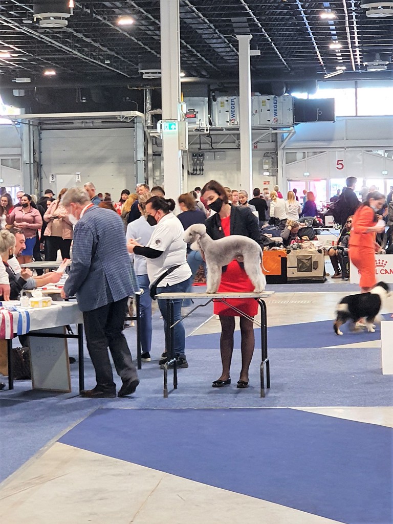 Euro Dog Show 2021 Budapest Waltz Garden Calypsa 09