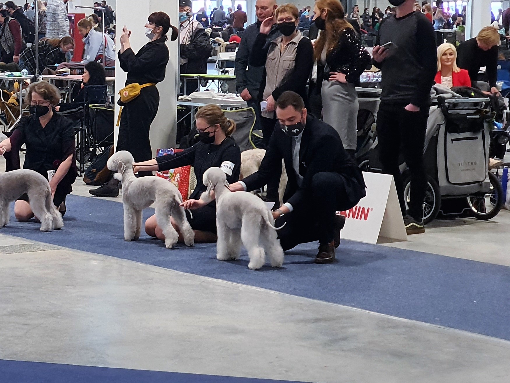 Euro Dog Show 2021 Budapest Woollywood Superhero I. Nathasa Romanoff 01