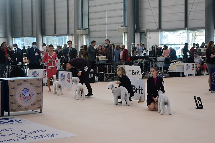 World Dog Show 2021 Brno Sting Garden Calypsa 02