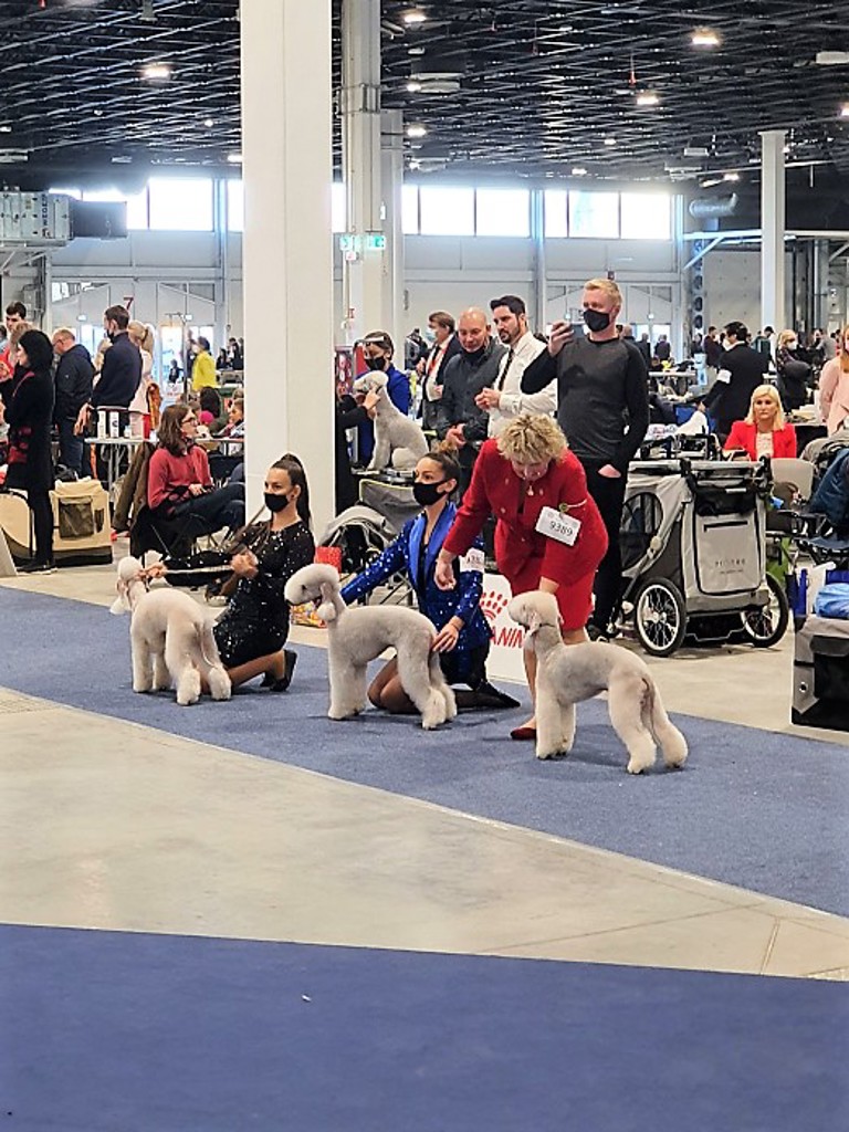 Euro Dog Show 2021 Budapest Dog CACIB 02