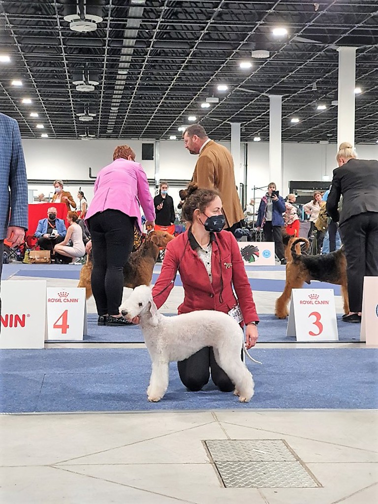 Euro Dog Show 2021 Budapest Bla Skuggans Xcellent Choice 01