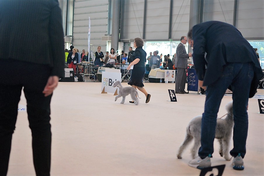 World Dog Show 2021 Brno Queen Quarta Garden Calypsa 01