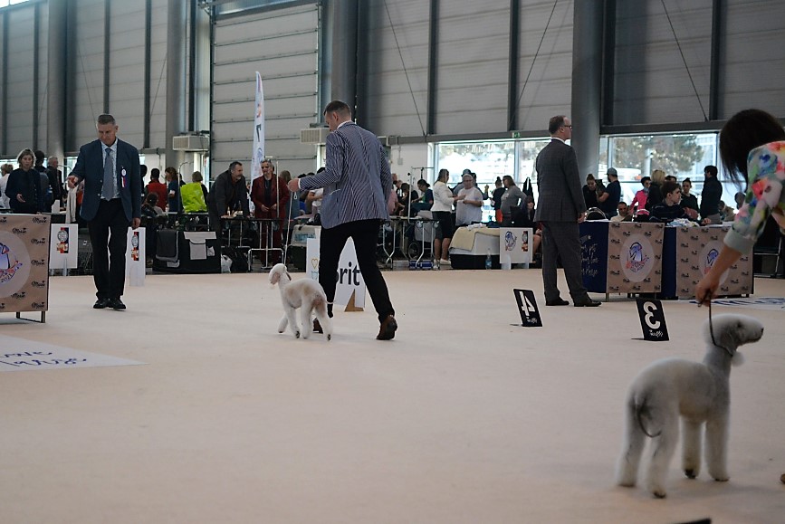 World Dog Show 2021 Brno Maleficent Mavertigo 08
