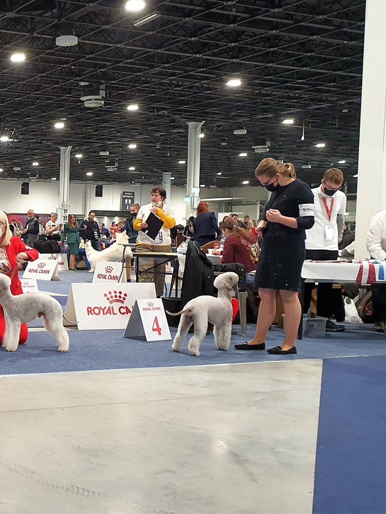 Euro Dog Show 2021 Budapest Chelsea's Lifelong Fast Lane 01