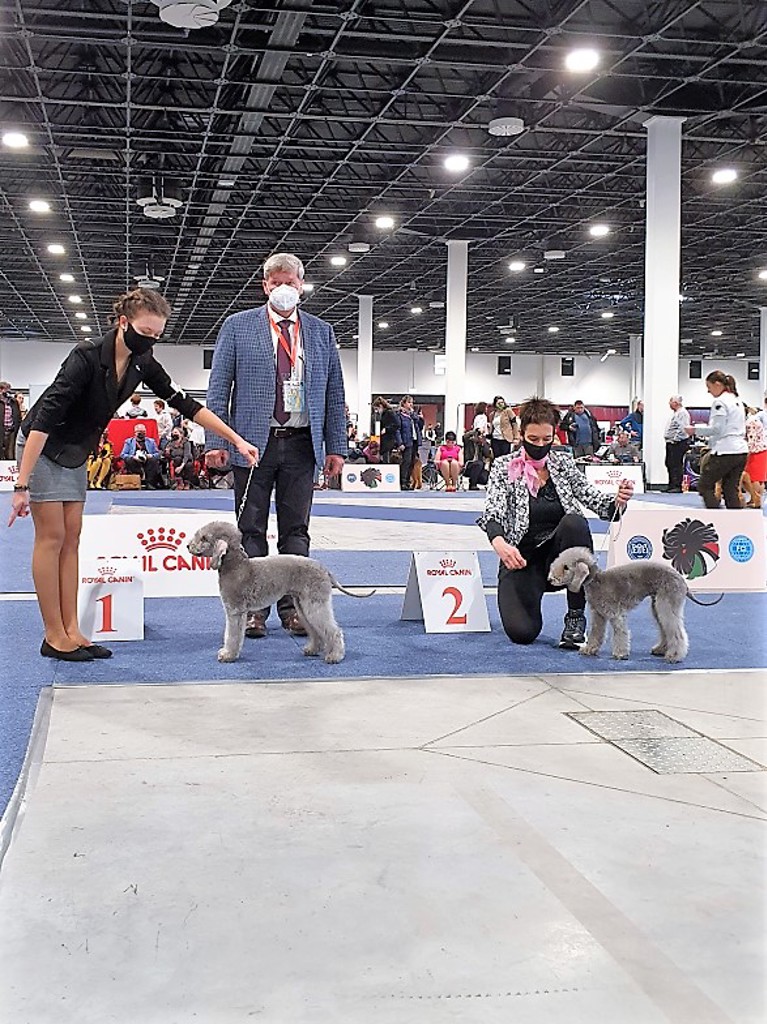 Euro Dog Show 2021 Budapest Best Minor Puppy