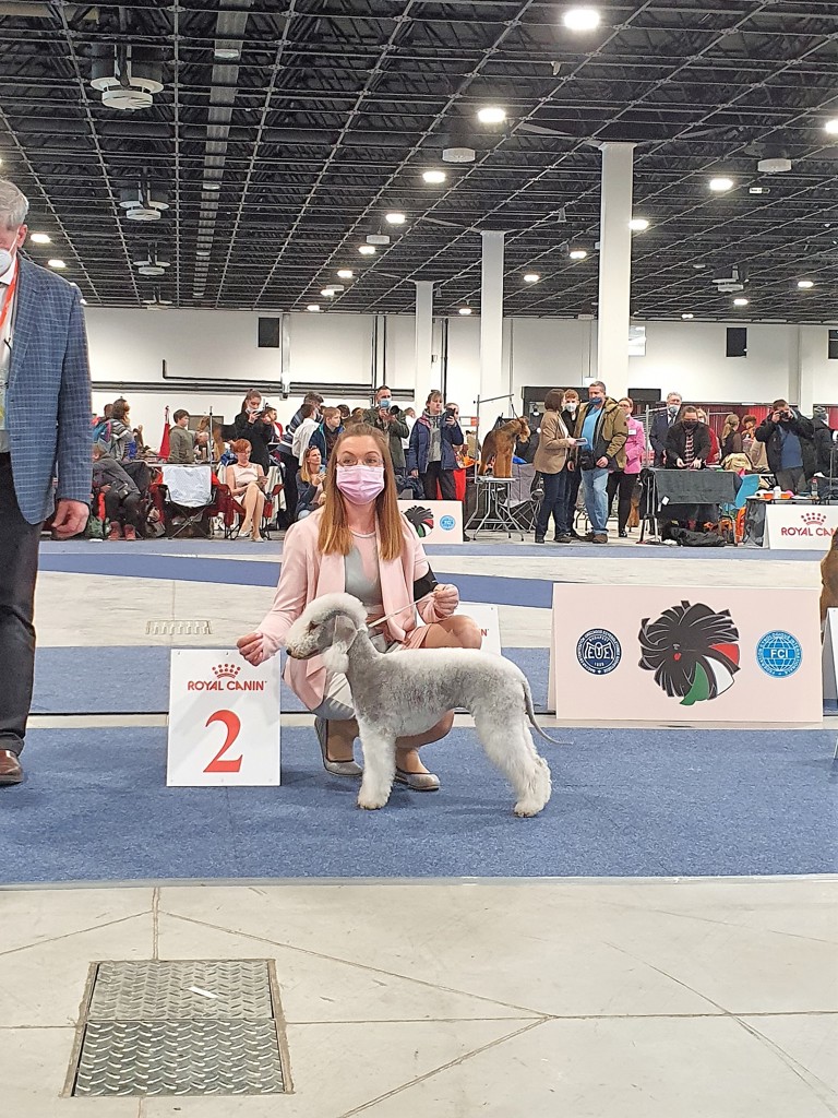 Euro Dog Show 2021 Budapest Woollywood Superhero II. Carol Denvers 01