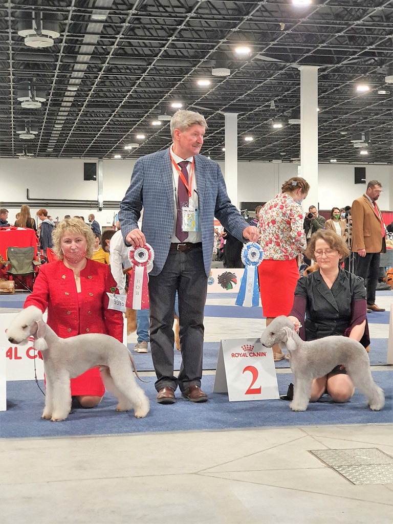 Euro Dog Show 2021 Budapest Bedlington Terrier Best Of Breed