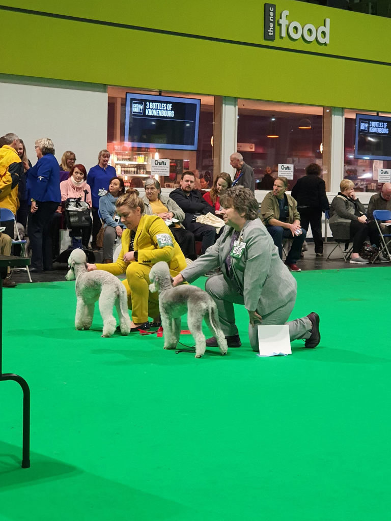 Crufts 2020 Bitch Open Class Winners 2