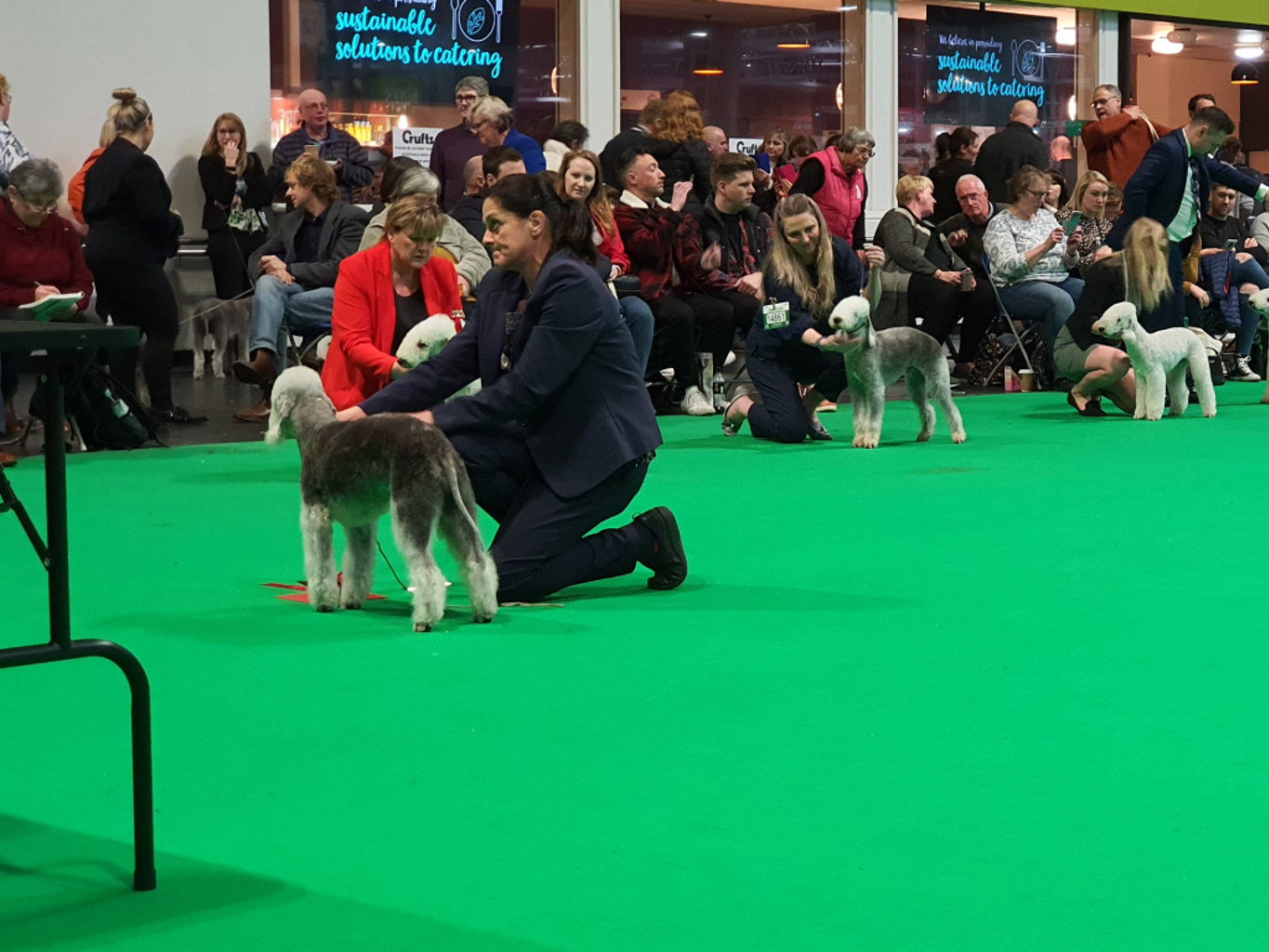 Crufts 2020 Dog Veteran Winners