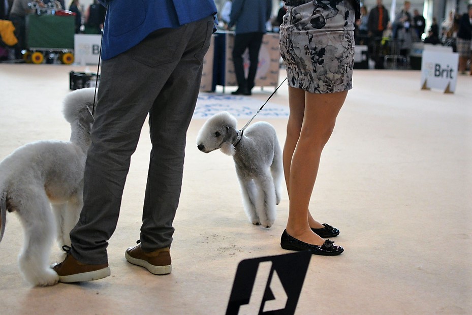 World Dog Show 2021 Brno Waltz Garden Calypsa 08