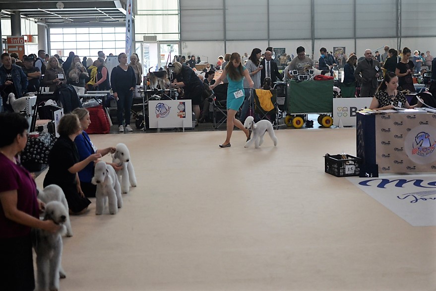 World Dog Show 2021 Brno Orinoco Flow Garden Calypsa 10