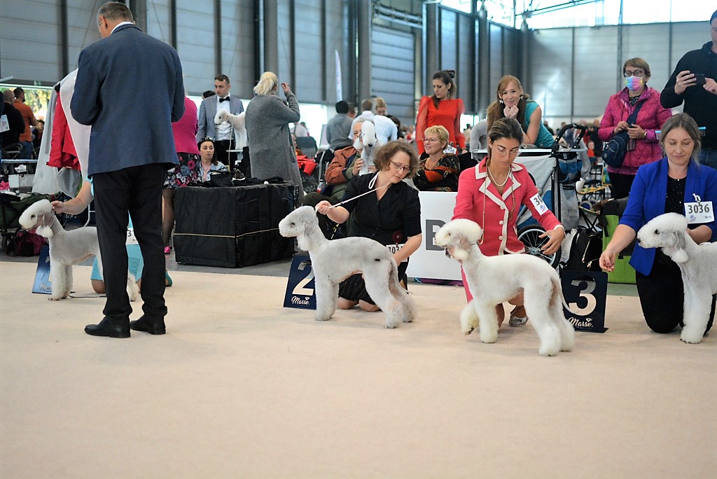 World Dog Show 2021 Brno Monet Garden Calypsa 04