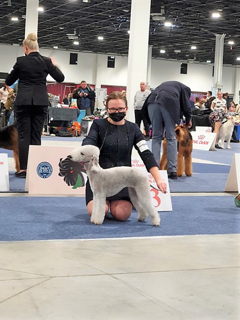 Euro Dog Show 2021 Budapest Toolbox Smart Dog Number Six 01