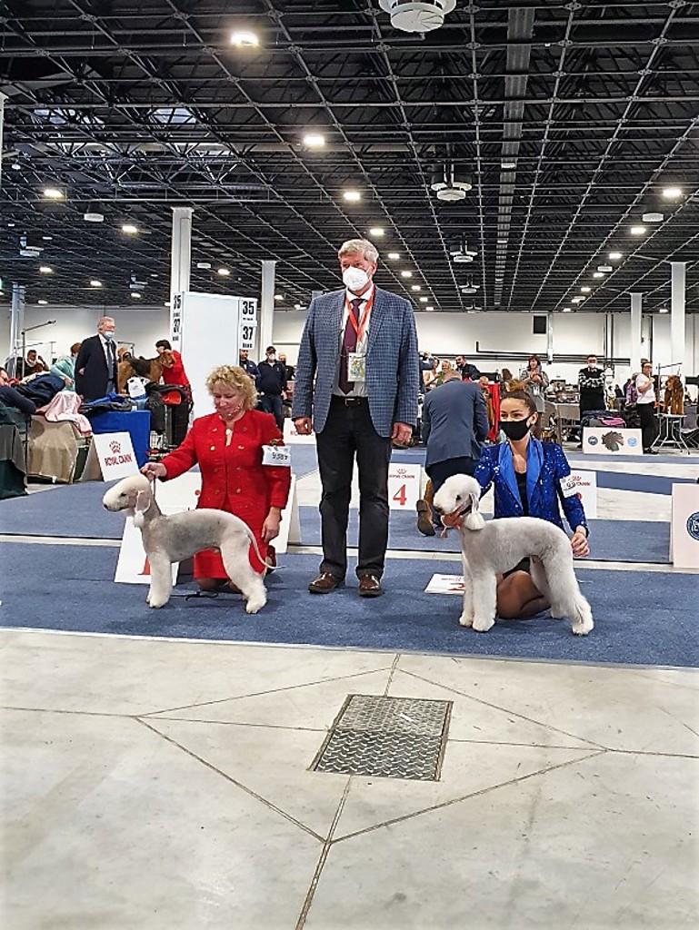 Euro Dog Show 2021 Budapest Dog CACIB 04