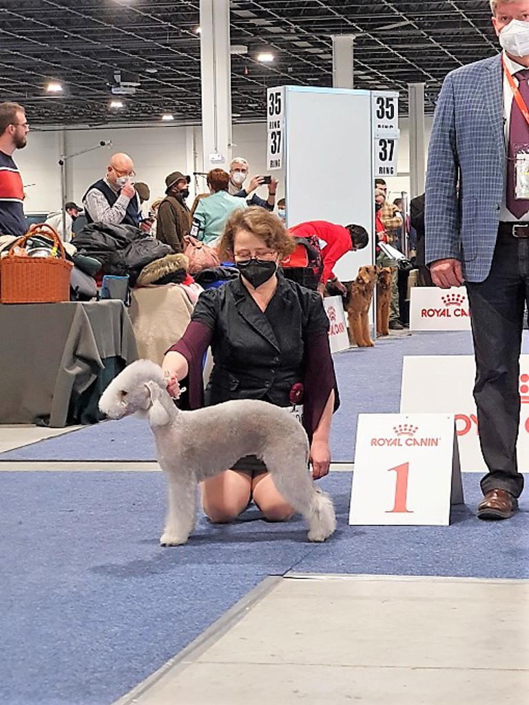 Euro Dog Show 2021 Budapest Queen Quarta Garden Calypsa 02