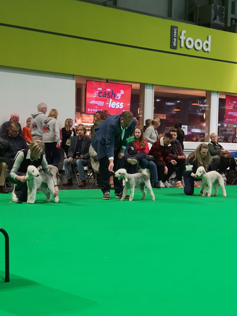Crufts 2020 Bitch Puppy Class